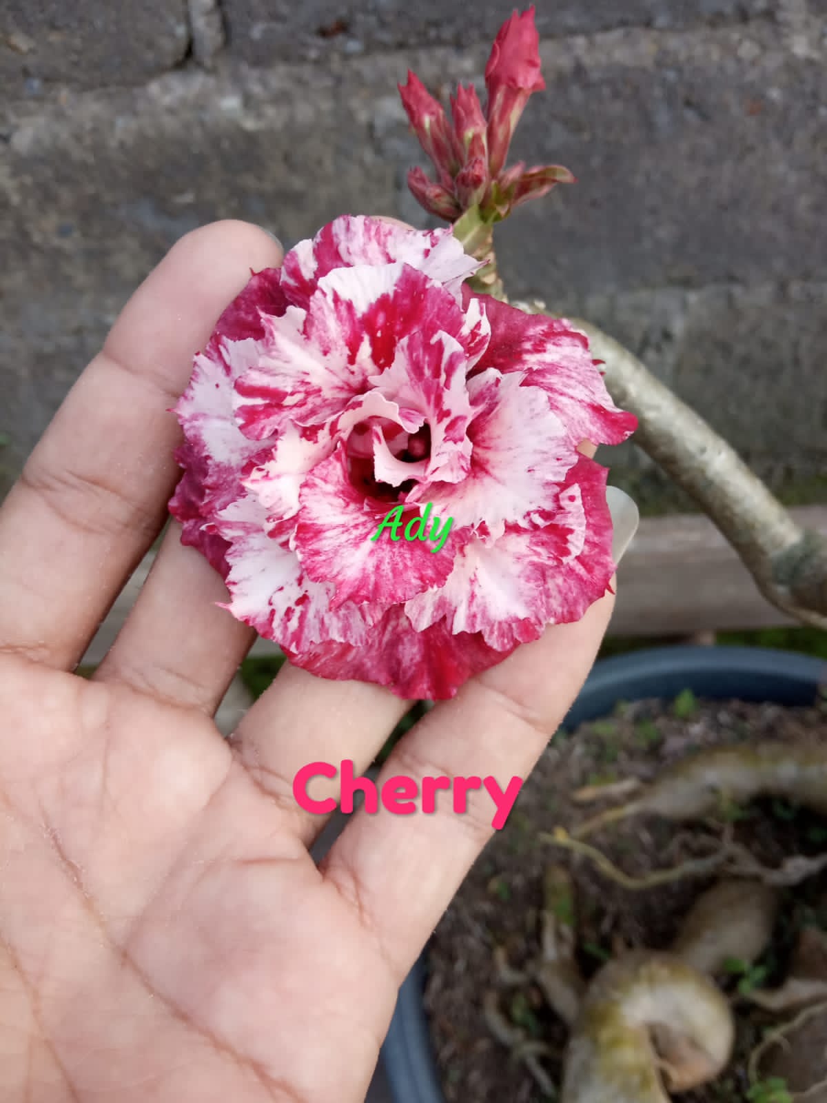 CHERRY