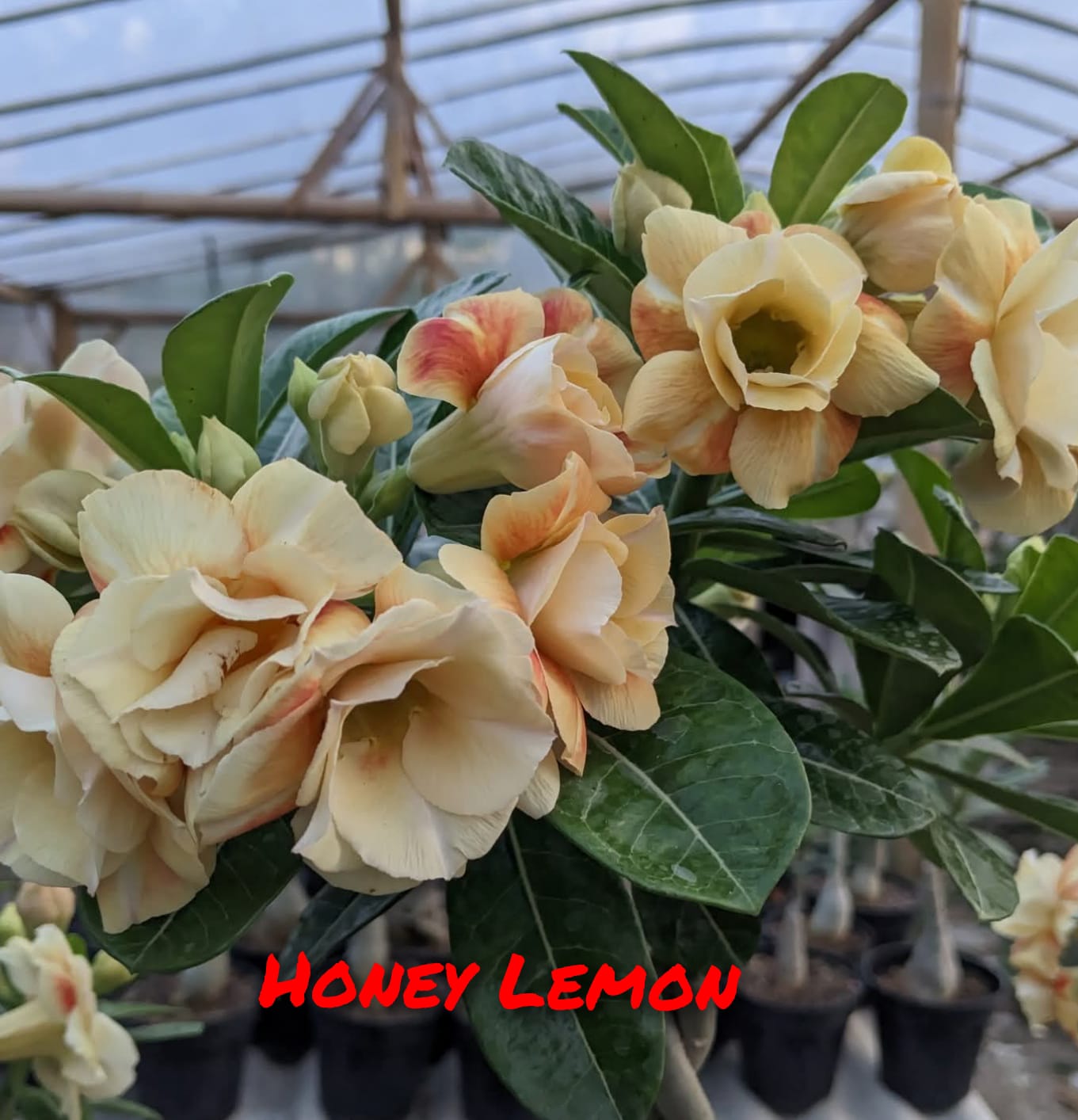 HONEY LEMON