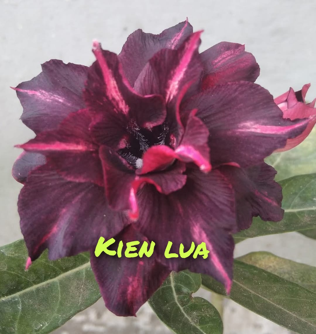 KIEN LUA