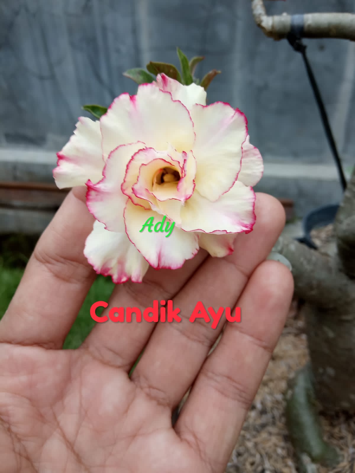 CANDIK AYU