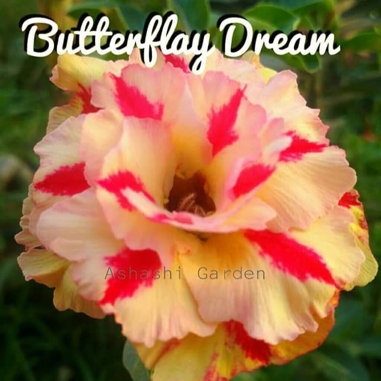 BUTTERFLY DREAM