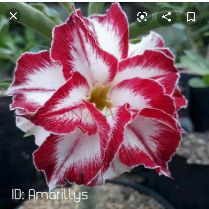 AMARILIS