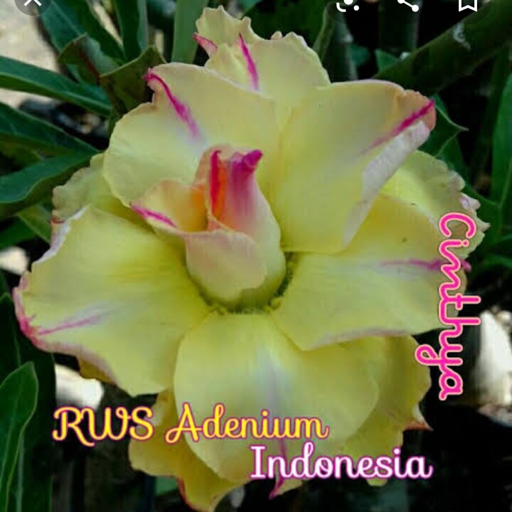 CINTHYA