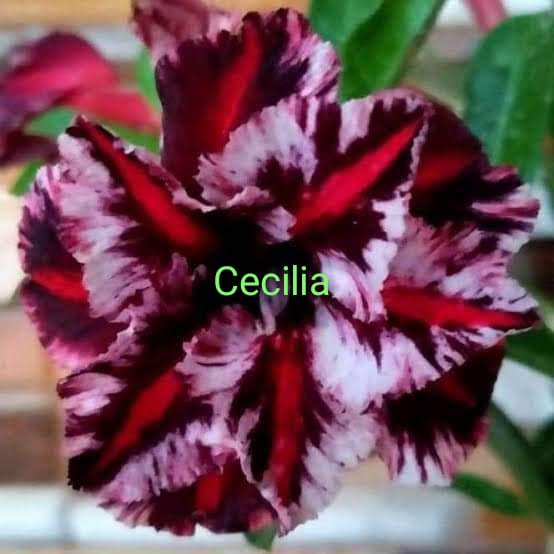 CECILIA