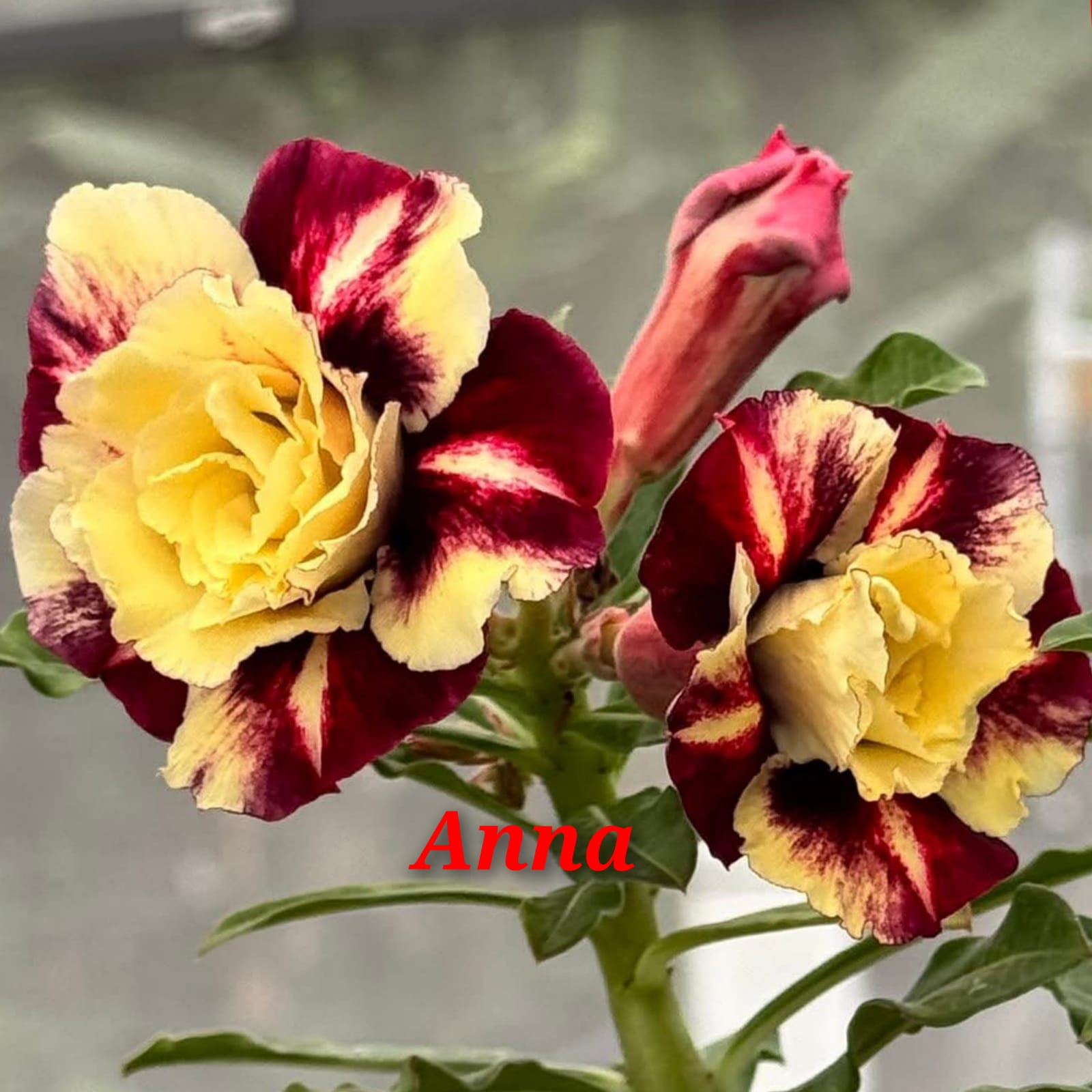 Anna