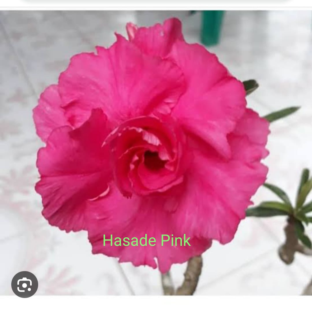 HASADE PINK