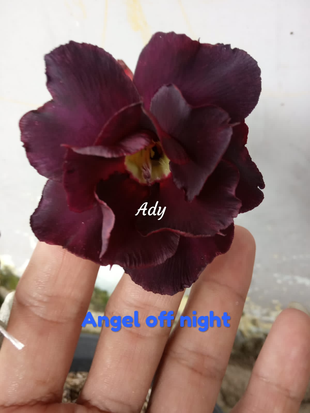 ANGEL OF NIGHT