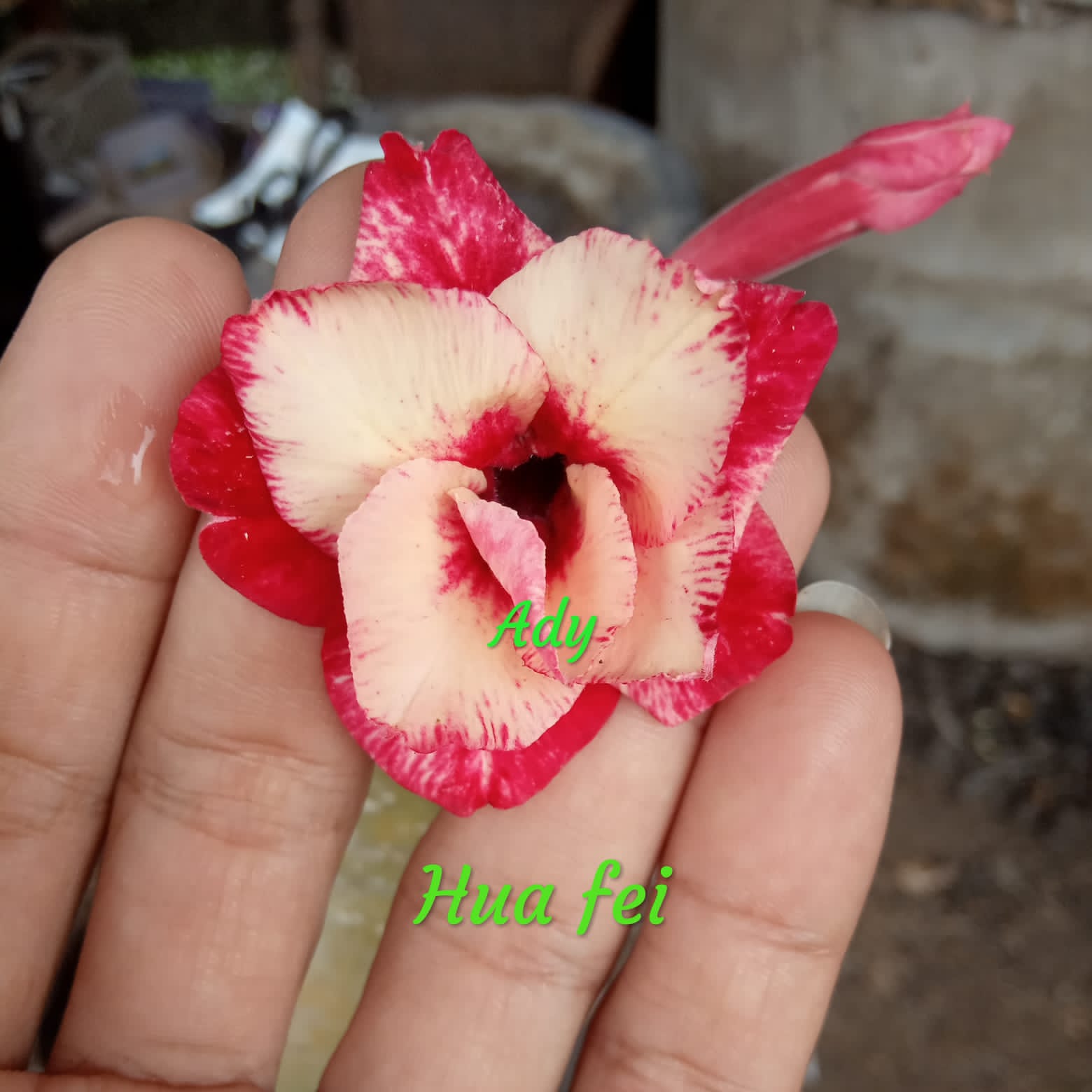 HUA FEI