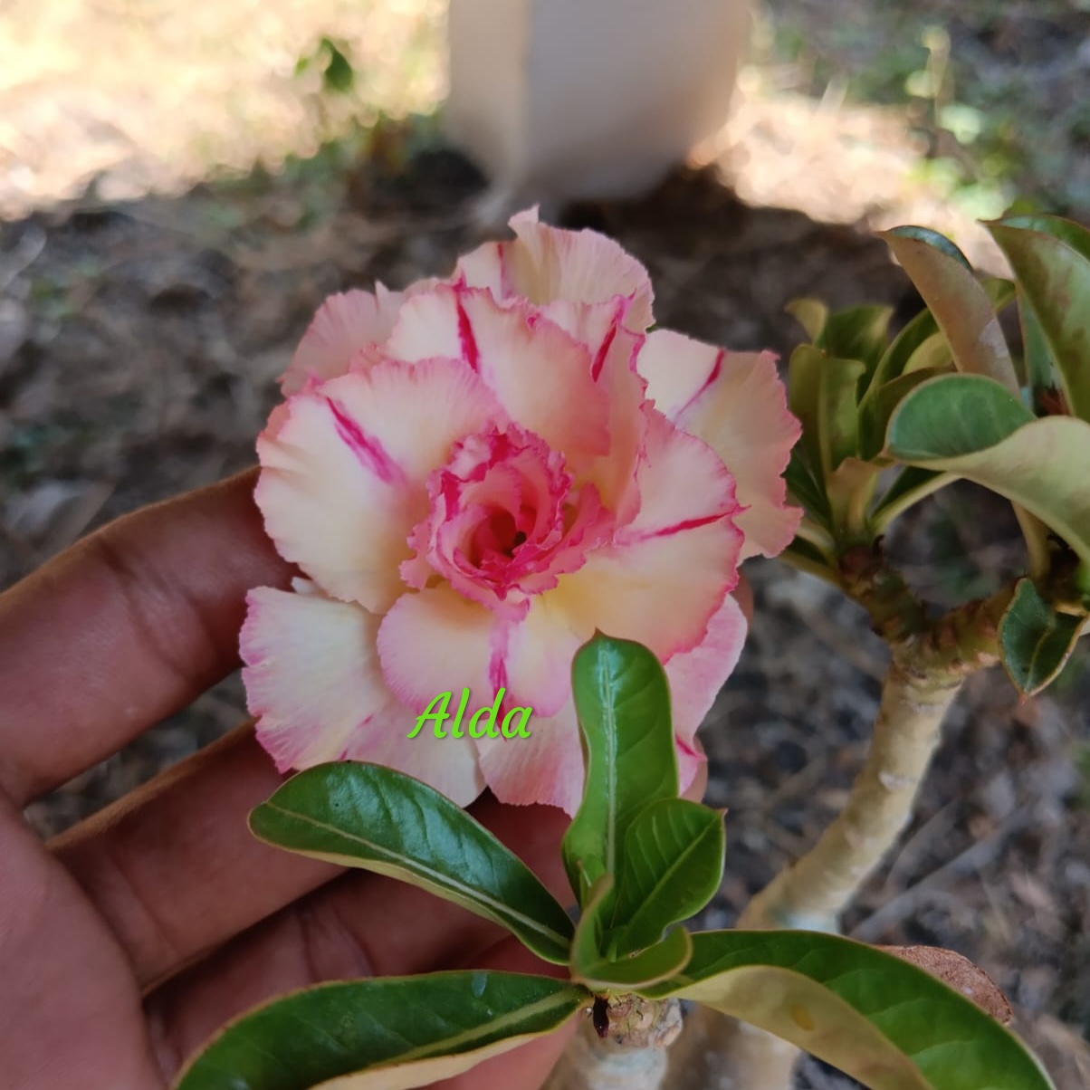 alda