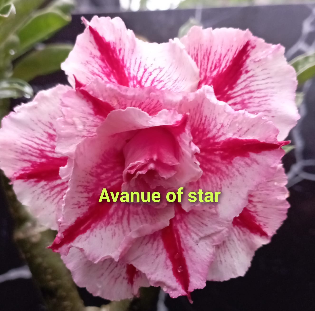 AVANUE OF STAR