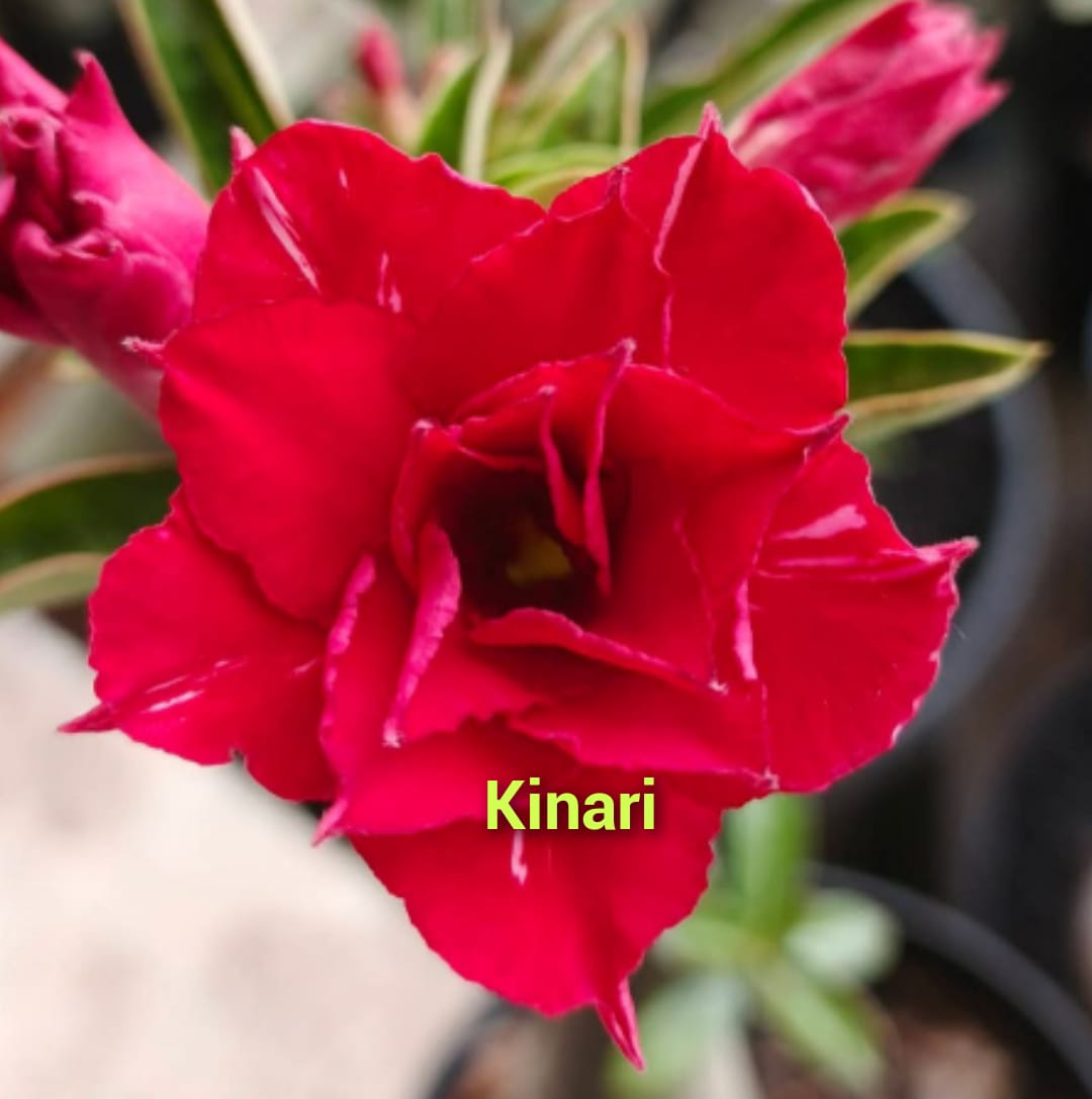 KINARI