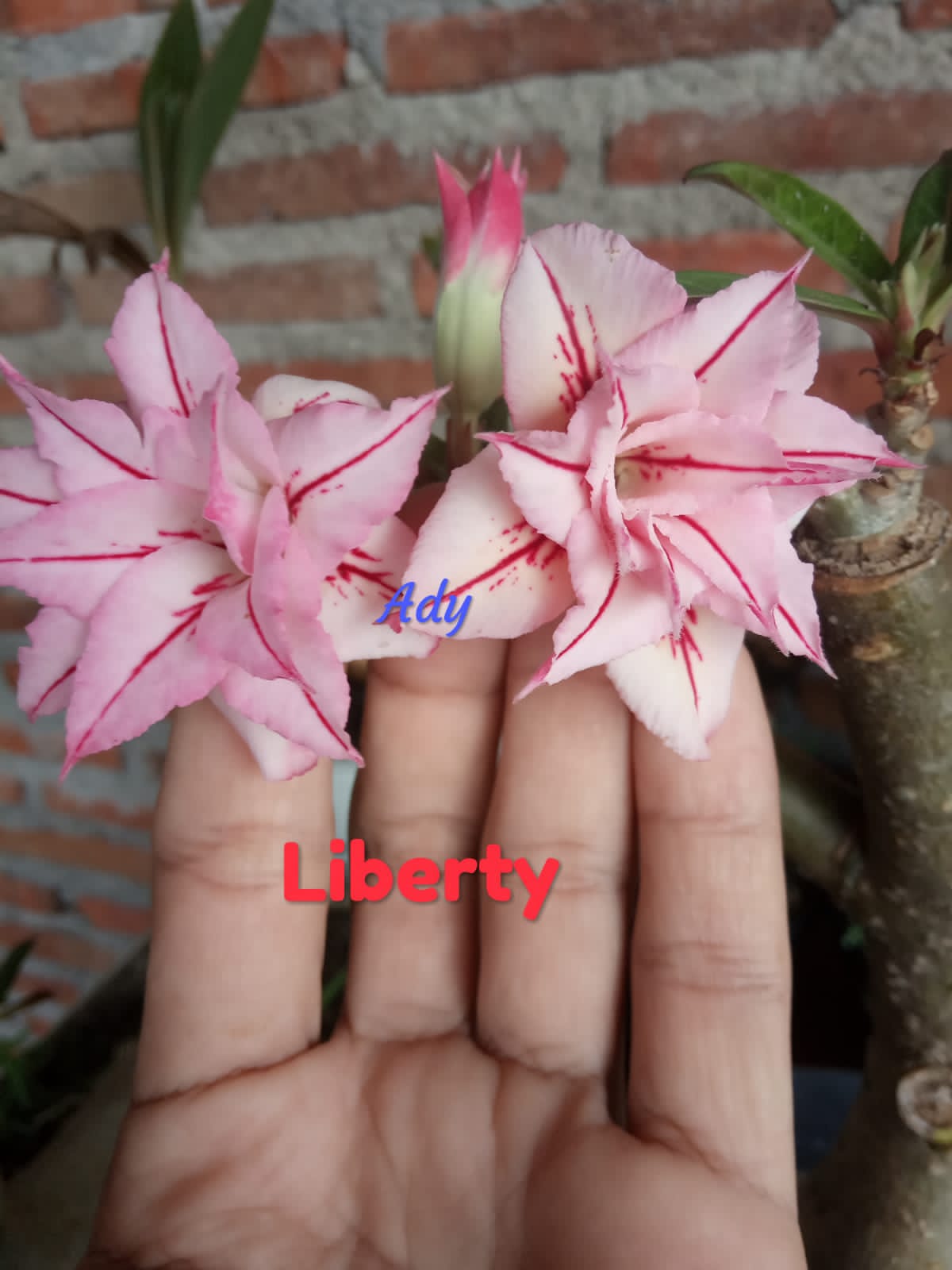 LIBERTY