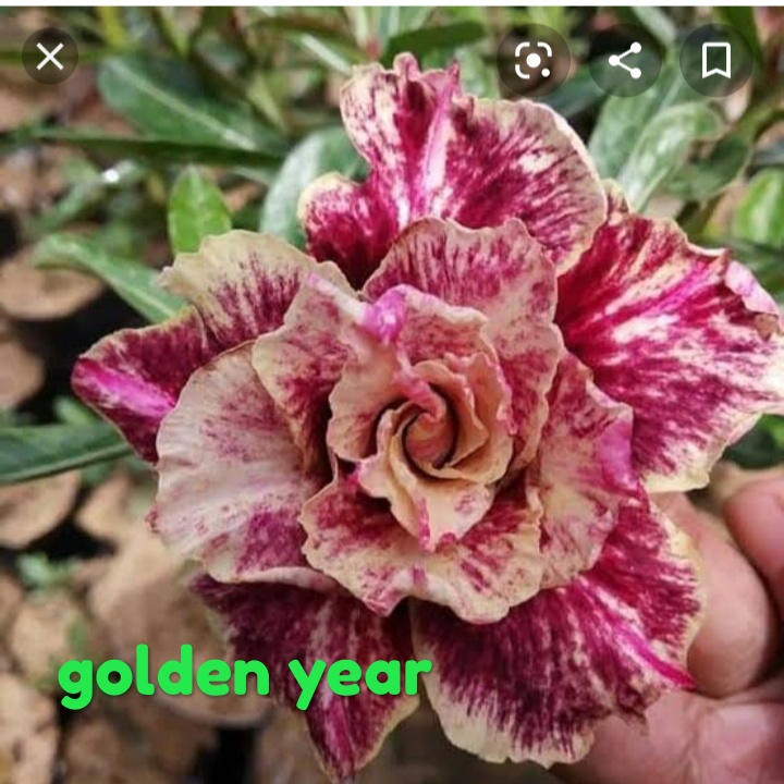 GOLDEN YEAR