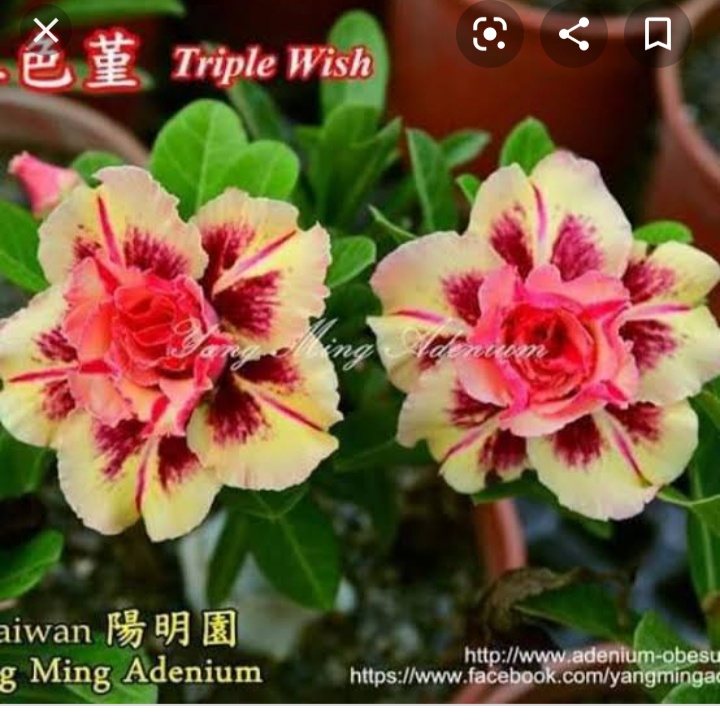 TRIPPLE WISH