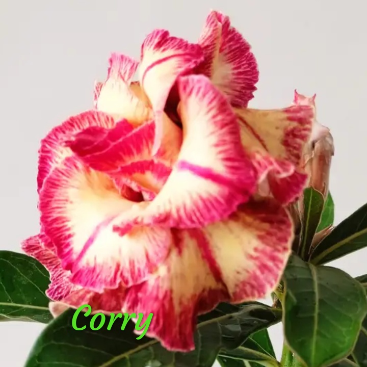 corry