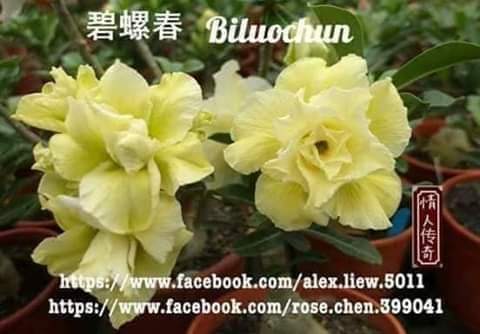 BILUOCHUN