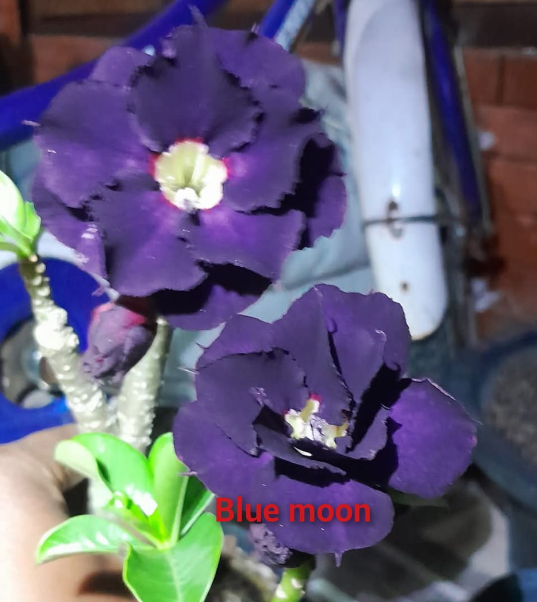 BLUE MOON