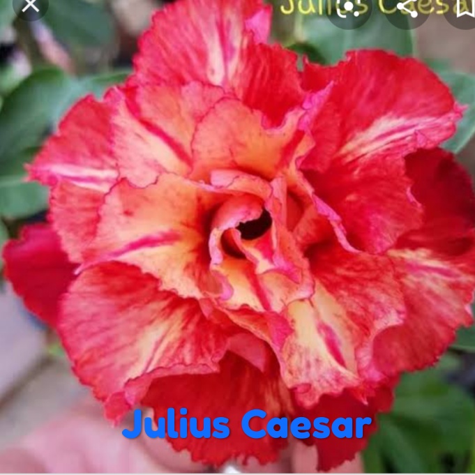 JULIU CAESAR