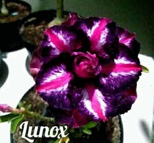 LUNOX