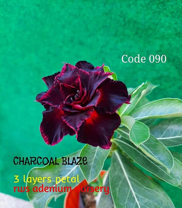 CHARCOAL BLAZE