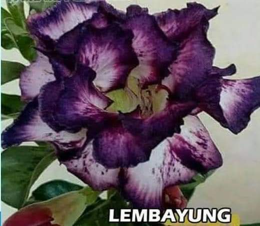 LEMBAYUNG
