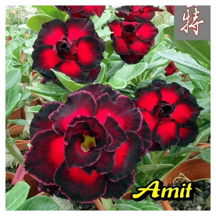 AMIT