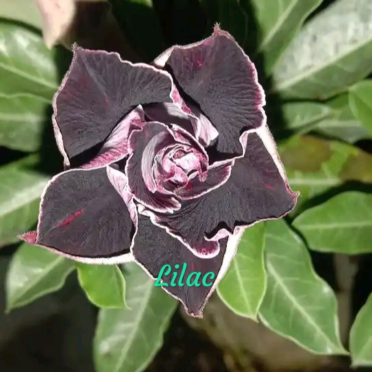 LILAC